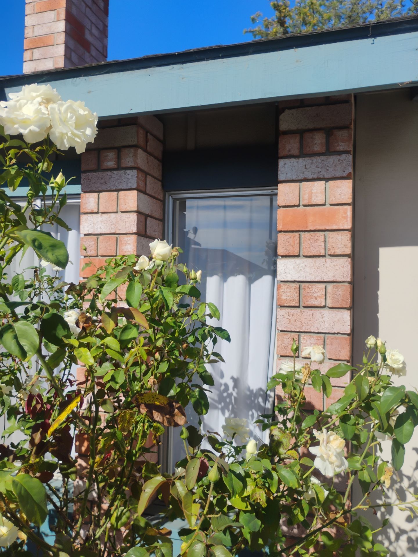 Old foggy aluminum windows before replacement in Martinez CA — AMG Doors & Windows — photo 17 of 18