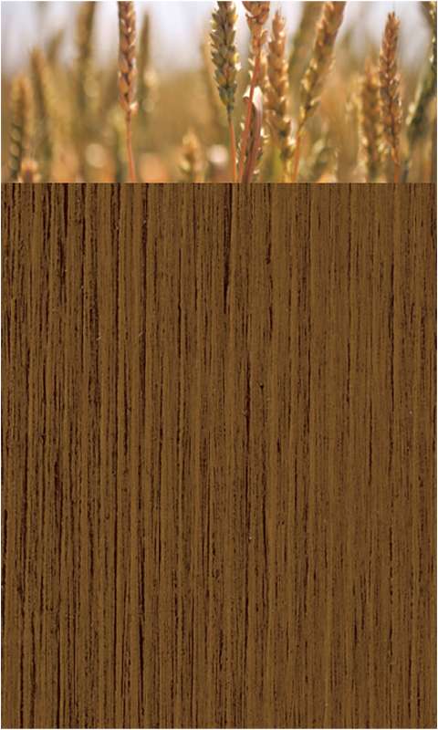 Barley